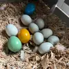DashingGold - @dash.sales.1 - TikTok