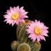 Dave Angus (Cacti) - Facebook