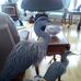 Hand crafted by Dave Armitage - Facebook