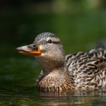 Dave Bailey - @davebaileyphotography - Instagram