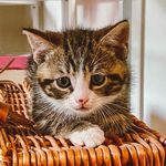 David Pato Banton Saunders - @cat.called.dave - Instagram