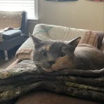 Dave Baylis - @thecatdad34 - Instagram