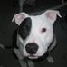 Dave Begin - Facebook