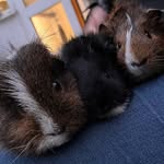 @dave.bertandernie - Instagram