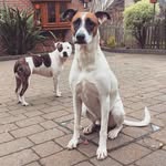 David And Bert Adventures 🐾 - @dave_bert_ivy - Instagram