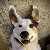 Dave Betten - @davebetten - TikTok