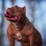 Dave Riddle - @dave.betterbuiltbullies - Instagram