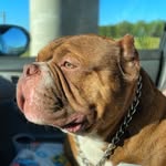 Dave Riddle - @dave.betterbuiltbullies - Instagram