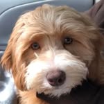 Dave Biersach - @davebiersach - Instagram