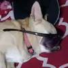 davebircher639 - @doggydad.dave - TikTok