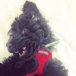 Dave Blackwell - @davetheinstapooch - Instagram