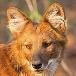 Dave Blake - @wessexwildlife - Instagram