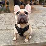 Dave Bowie - @dave_thefrenchbulldog - Instagram