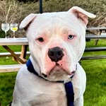 Dave Bowie - @bravedavestaffy - Instagram
