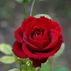 Dave broussard - @dave.broussard7 - TikTok