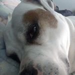 Dave Caddick - @davedave7301 - Instagram