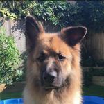 Dave Cameron - @aces_event_hire - Instagram
