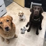 Dave.Harry.and.Chester - @dave.harry.and.chester - Instagram