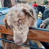 dave_coene - @dave_coene - TikTok