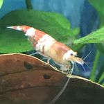 Dave Conner - @davesfishandshrimp - Instagram