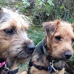 Dave Corrigan - @dcorrigan2112 - Instagram