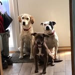 Dave Dare - @tinkrosiesally - Instagram