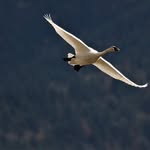 Dave Denny - @photo2birds - Instagram