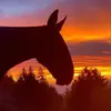 Dave DeVore725 - @1940cowboy4 - TikTok