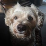 Dave Douglass - @speedydave1968 - Instagram