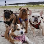Dave, Dudley, Doris and Darla - @dave_dudley_doris_and_darla - Instagram