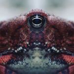 Dave Edens - @buzzregog - Instagram