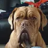 dave edmonds - @eddieedmonds2 - TikTok