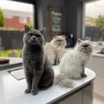 Ernest, Dave, BooBoo & Daisy - @ernest_dave_booboo_daisy - Instagram