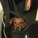 Dave Fahey - @bugzptr - Instagram
