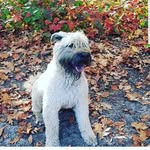Dave fake acc - @dave_fakeacc - Instagram