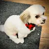 davefalcone3795 - @davefalcone3795 - TikTok