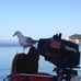 Dave Falconer - Facebook