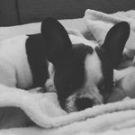 dave farrar 🐶 - @dave_farrar_ - Instagram