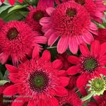 Dave's Flowers - @davesflowers - Instagram