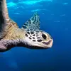 Diveforcee - @diveforcee - TikTok