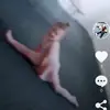 Dave Forest - @daveforest - TikTok