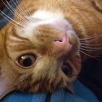 Dave Forster - @fozimandius - Instagram