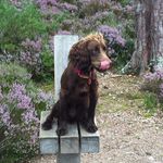 Dave Forster - @dfdogs100 - Instagram