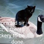david forsyth - @goosey_dave - Instagram