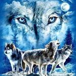 David Fortino 🐺 - @dave_fortino - Instagram