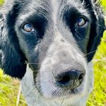 Dave Frost - @westondoggiewalker - Instagram