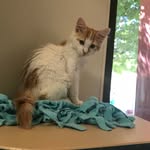 Dave Gerber - @davethecat333 - Instagram