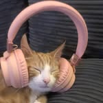 Dave - @dave_the_ginger_cat_21 - Instagram