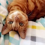 Dave - @dave_the_ginger_cat - Instagram