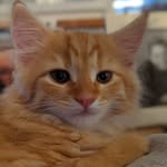 Dave - @davegingercat - Instagram